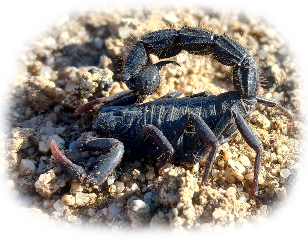 Hairy Thicktail scorpion